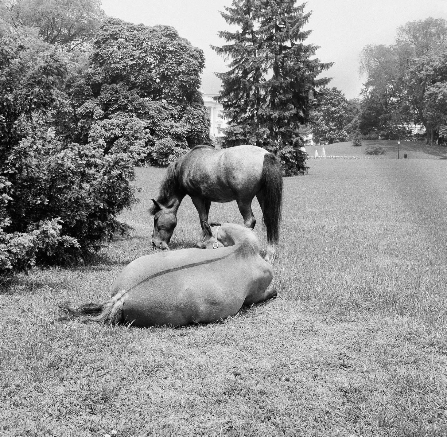 1962, Macaroni and Tex